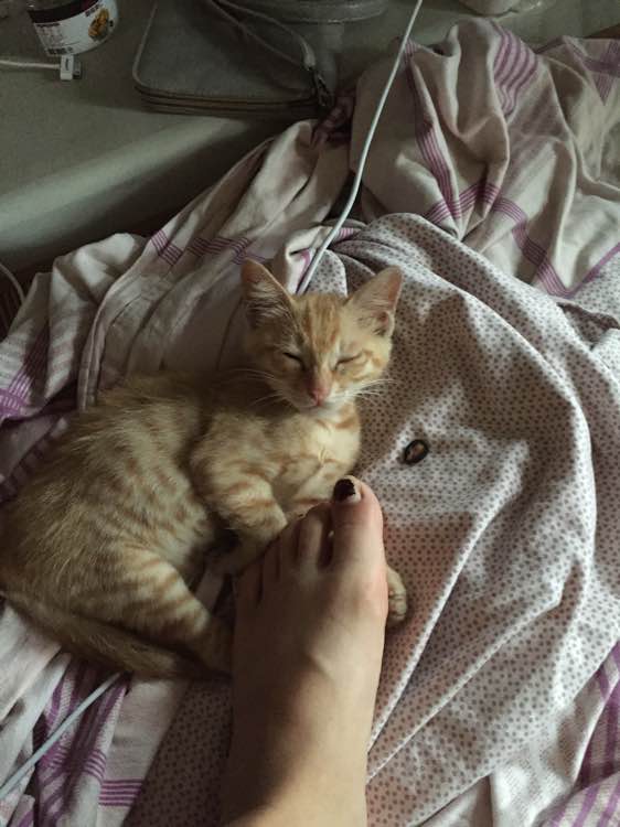 国风海报贺新春 仙侠手游《天道问情》2月有玄机_三亿体育(图4) 三亿体育官网