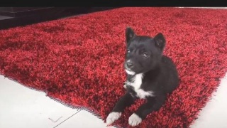 三亿体育:从零开始的异世界生活手游12月25日首测开启(图1) 三亿体育